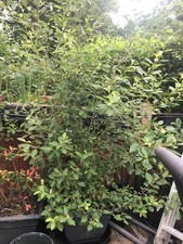 18 Blueberry fruit plant height beween 100-200cm