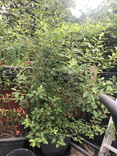 Blueberry fruit plant - 18,