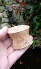 Fossil plesiosaur vertebrae - fossil,