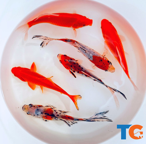 Goldfish pond pack for - pond,