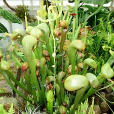 Cobra Lily California Pitcher Plant Darlingtonia Carnivorous Seeds - 5 Seeds