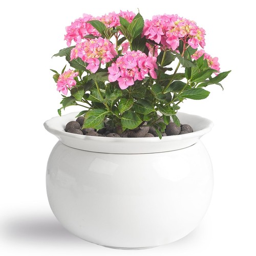 African violet pots - african, 6