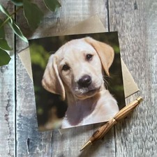 Labrador puppy greeting card -