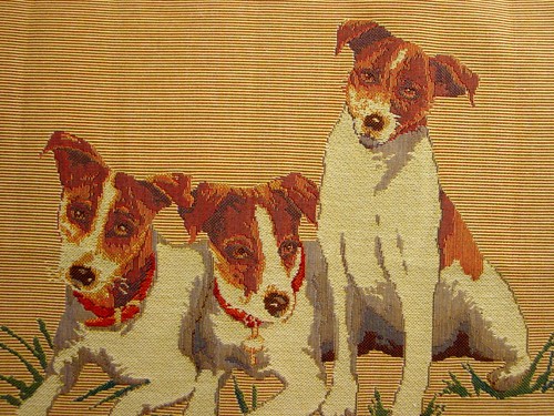 Jack russell terriers - russell, belgian