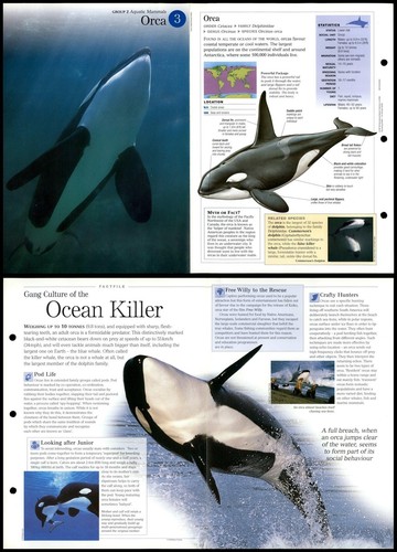 Orca aquatic mammals - orca, #3