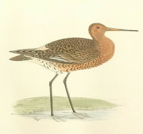 Black tailed godwit - black-tailed,