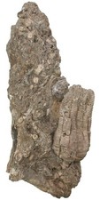 Triassic encrinus liliiformis