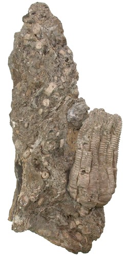Triassic encrinus liliiformis