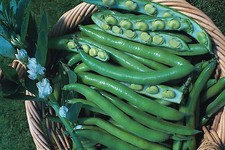 Vegetable - Broad Bean -
