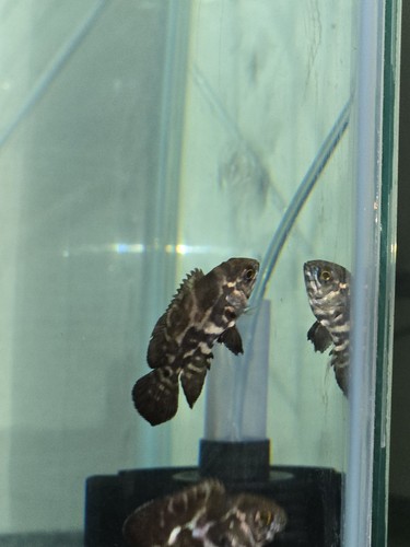 Pack wild oscar fish - pack,
