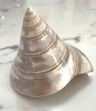Polished Nautilus Pompilius
