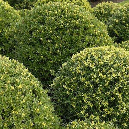 Ilex crenata dark green box - crenata,