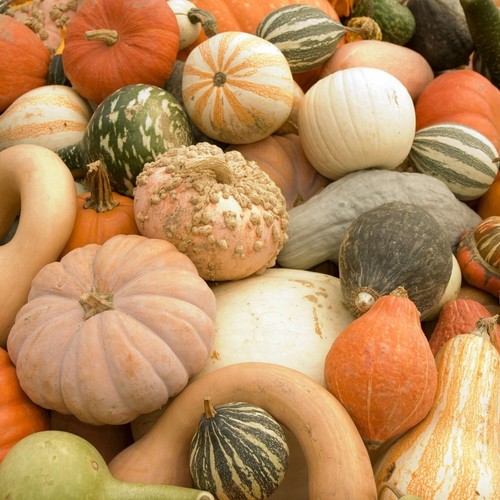 Gourds mix seeds - -,