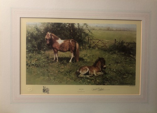 Shelties by david - “shelties”,