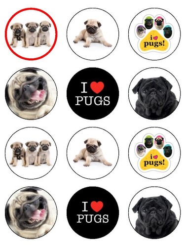 Pug pugs mix - /, 2"