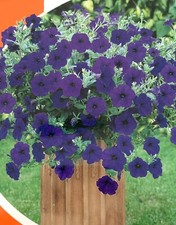 50 x Blue Trailing Petunia Seeds