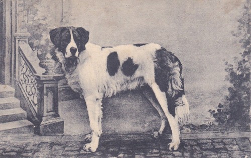 Black and white dog 1905 - white, dog.