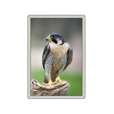 PEREGRINE FALCON BIRD LOVELY