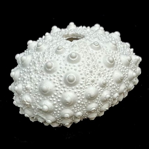 Resin white sea - white,