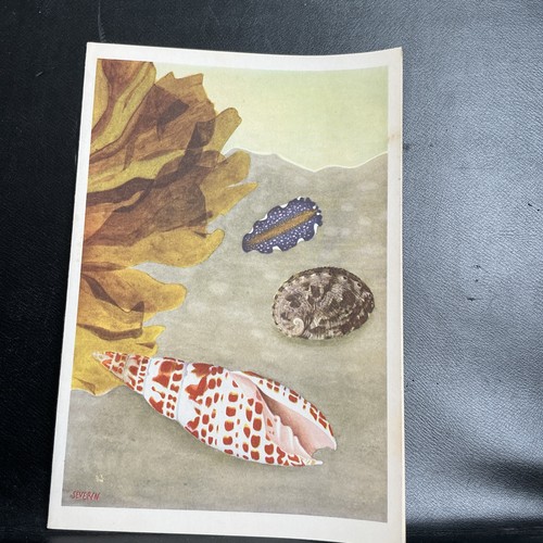 Ocean liner ss - ocean, liner/ss