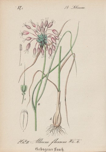 Leek - , (allium