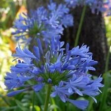 Blue Agapanthus Perennial Summer Flowering Perennial 100mm Pot Plant x1 OFFER 