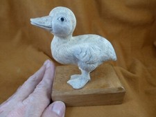 (DUCK-W8) large white Duck