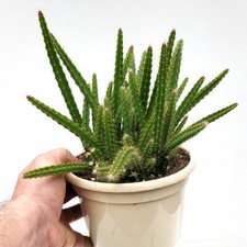 Aporocactus Flagelliformis Sussex Flame Rat tail cactus | 3x4cm  cuttings