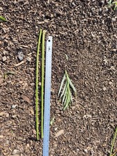 20x Salix Viminalis Common