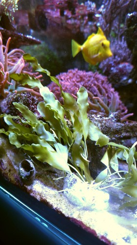 Caulerpa prolifera live - caulerpa,