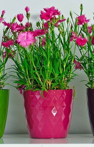 Round plastic crystal plant - round,