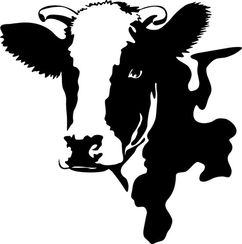 H65 huge dairy - h65, cow