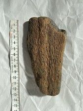Fossil Miocene Whalebone. UK