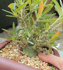 Rare Dorstenia gigas bullata