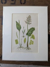 Antique 1870s Anne Pratt Fern