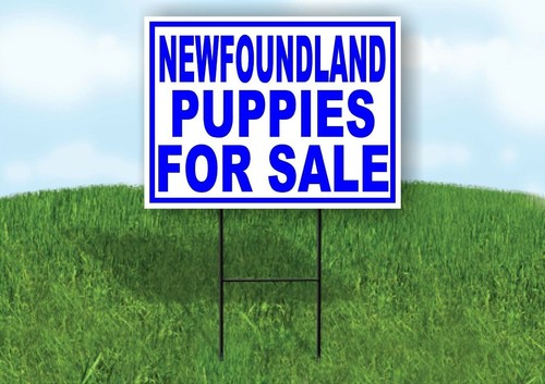 Newfoundland puppies for sale - newfoundland,