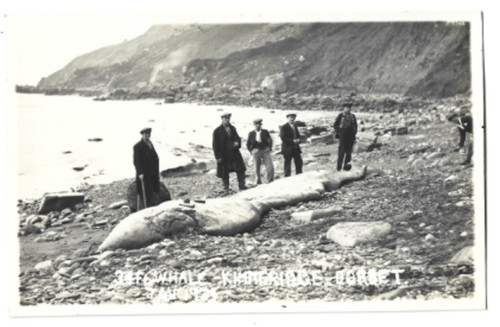 Real photo dead - a, whale