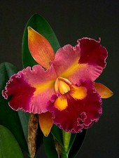 Cattleya Chief Queen