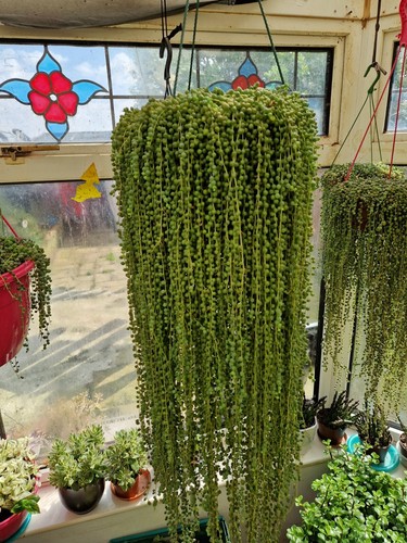 10cm string pearls - 10cm, of