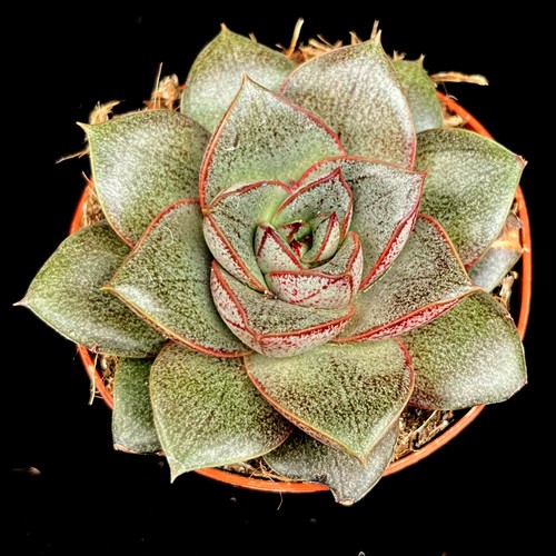 Echeveria purpusorum mexican - echeveria,
