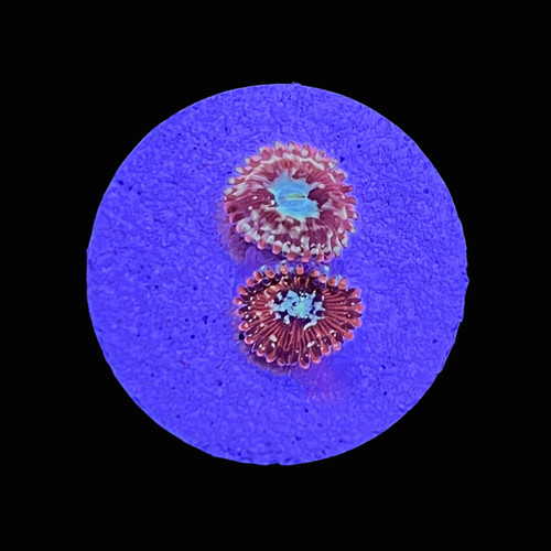 Mayhem zoanthids saq - mayhem,