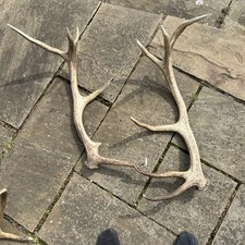 Red Stag Antlers Natural Shed