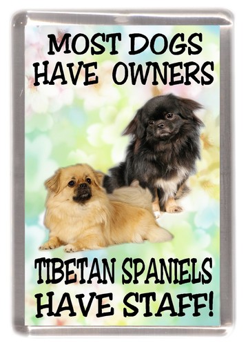 Tibetan spaniel dog - tibetan,