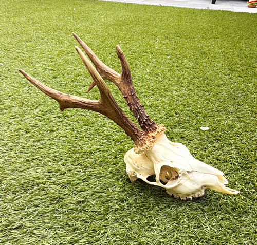 Deer taxidermy animal - deer, skull