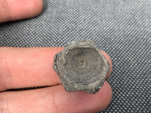 Rare fossil fish vertebra - fossil,