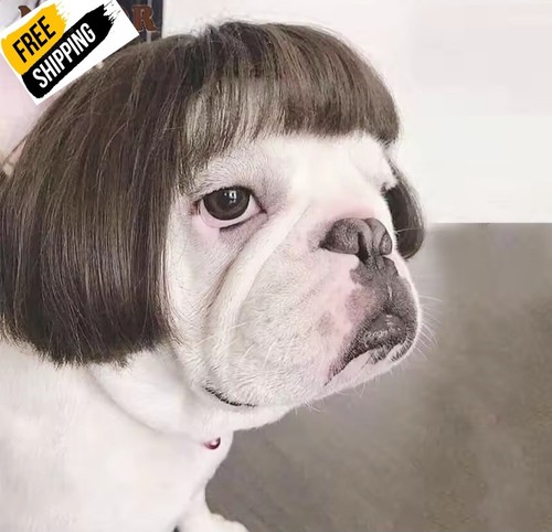 Pet wig costume funny - funny, dog