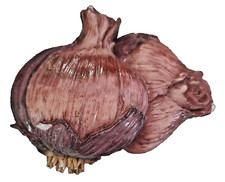 Vintage Purple Onions