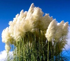 Cortaderia selloana - Pampas