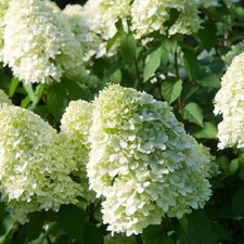 Hydrangea paniculata limelight - hydrangea,