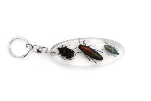 Real bugs resin keychain